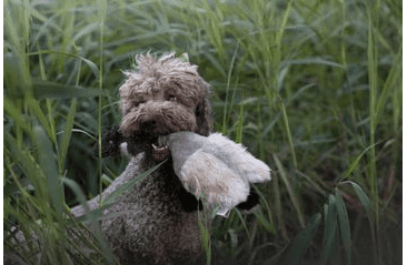 HRAČKA MULTIPET MIGRATORS KANADSKÁ HUS PLYŠ 40 CM