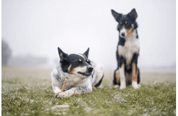 MARP HOLISTIC - KOLAGÉNOVÉ TYČINKY S KELPOU 5KS