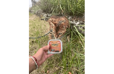 MARP BEEF VANIČKA PRE MAČKY S HOVÄDZÍM 100G