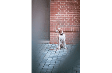 BAFPET KOŽENÉ VODÍTKO HERRY, ČIERNE KOVANIE - RUŽOVÁ