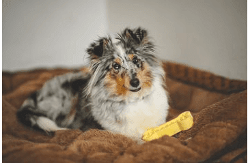 AMARAGO ECO FRIENDLY HRAČKA PRE PSOV KOSŤ MALÁ ŽLTÁ, 13CM/70G