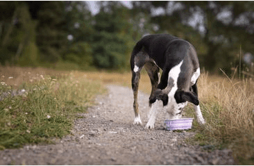 AMARAGO SILIKÓNOVÁ SKLADACIA MISKA 1000ML - FIALOVÁ
