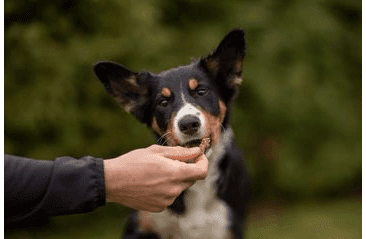 MARP HOLISTIC PLUS – FUNKČNÉ MAŠKRTY NA PODPORU IMUNITY PRE PSOV 80G