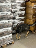 Vyhľadávanie vzoriek výbušnín u Pučálkov