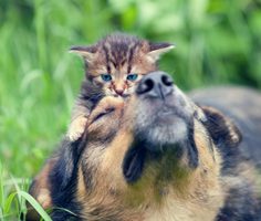 Pomoc psím útulkom a chovateľom na Ukrajine
