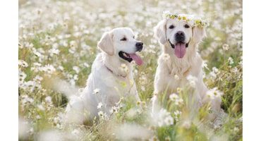 Mgr. Šárka Petříková - Zlatý retriever