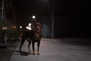 Temné zimné venčenie psov