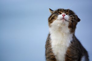 Tipy a rady ohľadom kŕmenia mačiek