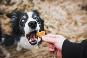Doxneo - viac, než len krmivo bez obilnín!