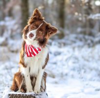 Vianoce sú za rohom