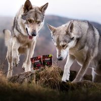 Srdcové červy sú čoraz častejšie, ale liečba nie je jednoduchá