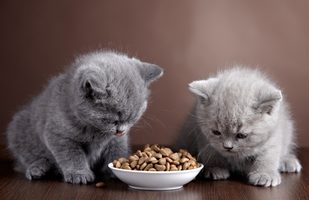 Ako vybrať kvalitné krmivo pre mačky?