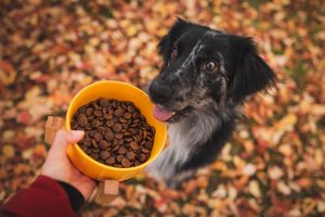 Ako sa jednoducho vyznať v zložení krmív?