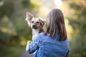 Ako vidí pes a ako jeho zrak podporiť?