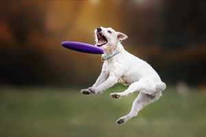 Dogfrisbee