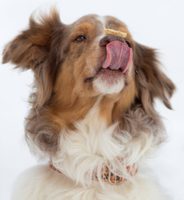 V čem je krmivo Marp Holistic od ostatních odlišné?