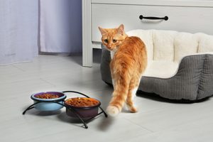 Čo by malo spĺňať krmivo pre mačky?