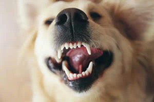 Ako sa starať o zuby psov a mačiek
