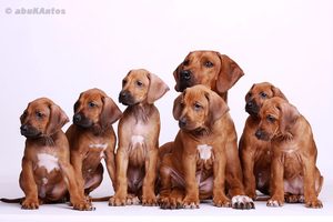 Dana Marečková - Rhodéský ridgeback