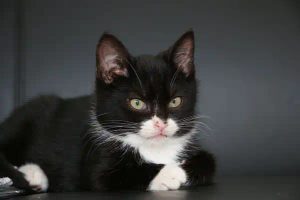 Choroba z mačacieho škrabanca a ako bojovať proti blchám u mačiek