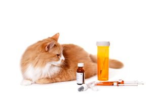 Ako dlho drží imunita po základnej vakcinácii u mačiek?