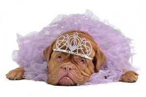 Dedičné vady čistokrvných psov