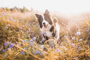 Prírodný repelent pre zvieratá