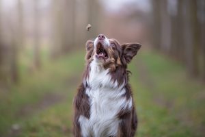 Porovnanie zloženia granúl #12