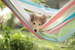 Ako si užiť leto so psíkom a v pokoji