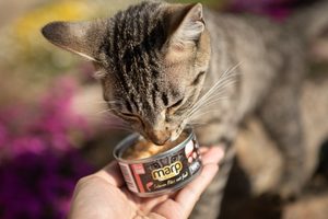 Ako vybrať kvalitné krmivo pre mačky? 2. časť