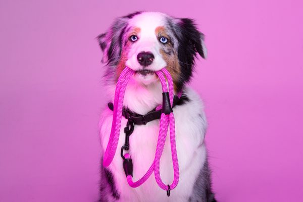 Koľko máte doma obojkov? Určite ešte nie dosť!