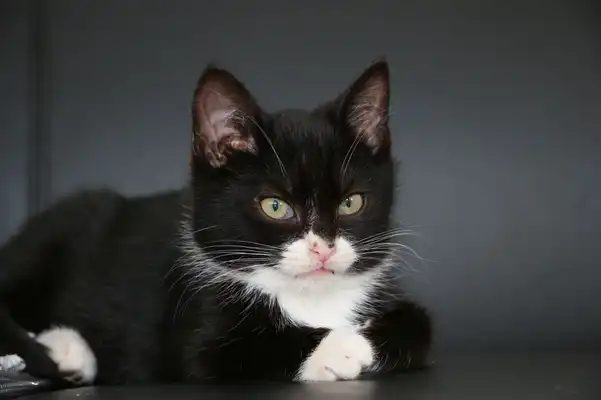 Choroba z mačacieho škrabanca a ako bojovať proti blchám u mačiek