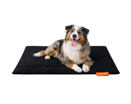 Cestování se psem bez stresu