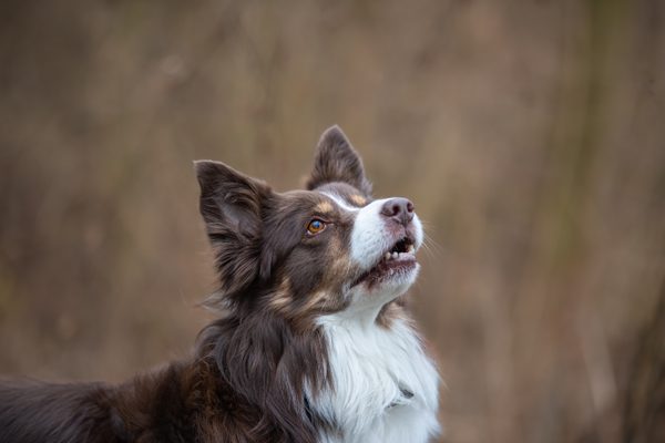 Mozgové príhody u psov sú oveľa častejšie, než si mnohí z nás myslia