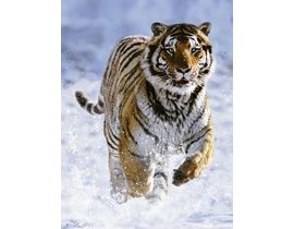 Tygr ve sněhu 500d