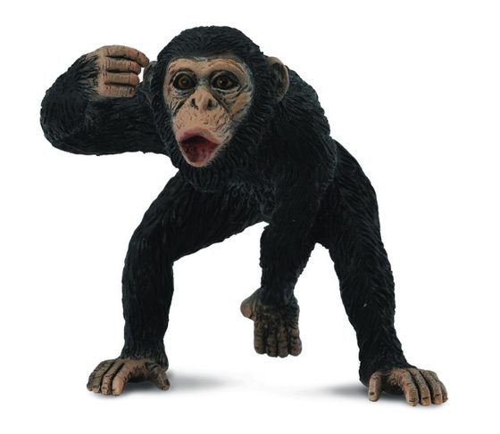 Šimpanz