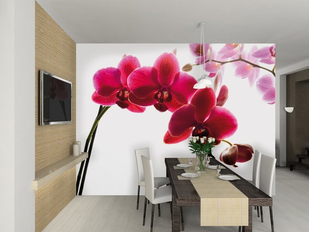 1Wall fototapeta Orchidea 315x232 cm