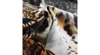 Bierbaum obliečka bavlnený satén 5179D Leopard 140x200/70x90 cm