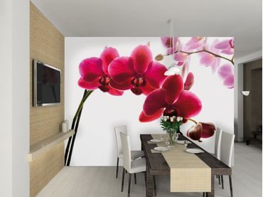 1Wall fototapeta Orchidea 315x232 cm