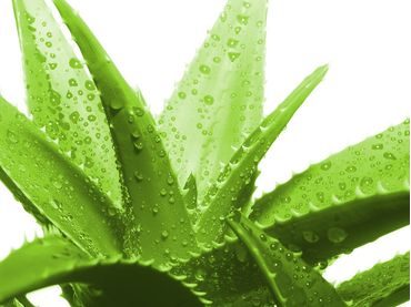 Posteľná súprava Aloe Vera odľahčená