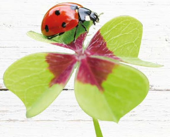 Obliečka na vankúš talianskej výroby 100% bavlna - 2 ks tortora