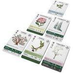 Reforest: Old Growth