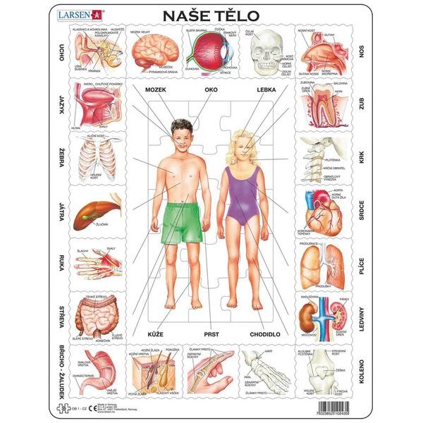 Puzzle vzdělávací: Naše tělo 35d
