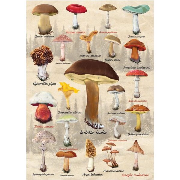 Puzzle Houby 1000d