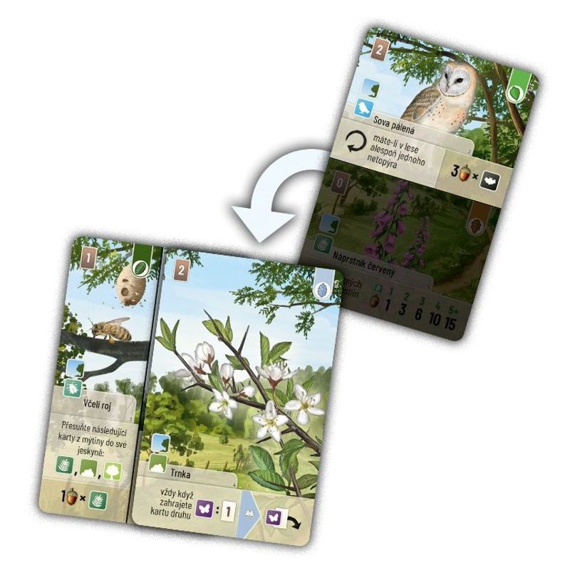 Smíšený les - Pomezí