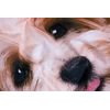 Pamut ágyneműhuzat 3D fotónyomtatással 140x200, 70x90 cm - Szerelmes kutya