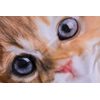Bavlnené obliečky s 3D fototlačou 140x200, 70x90 cm - Zamilovaná Mačička