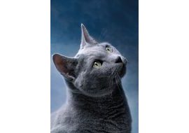 Fleecová deka 100x150 cm - Dark cat