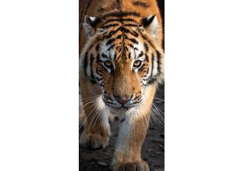 Froté osuška 70x140 cm - Tygr Bengálský