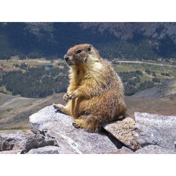 Sixtus krém na hýždě 125 ml